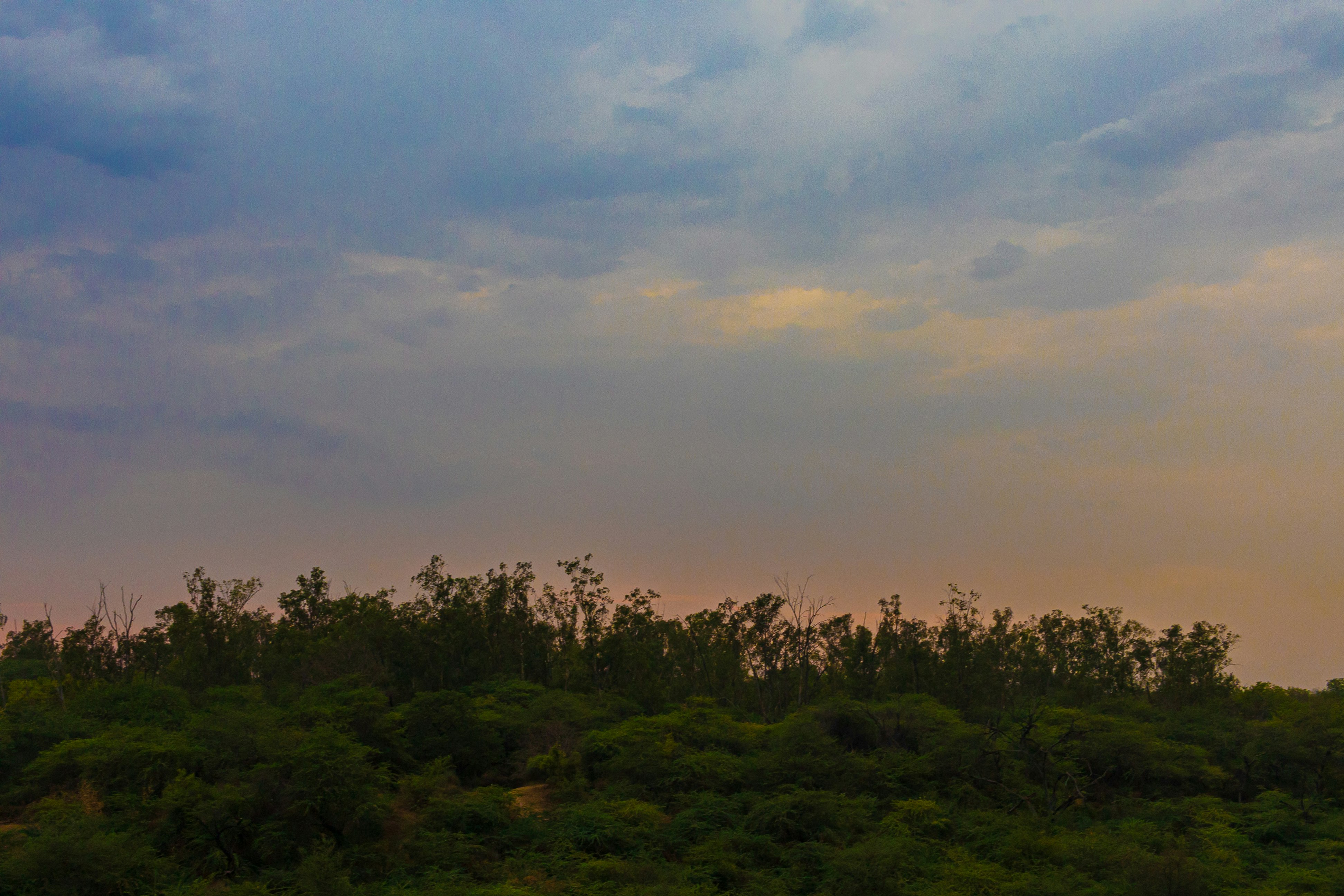 green trees under white clouds during daytime